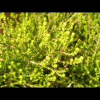 Erica Formosa (fam. Ericacees) (Afr. du sud) (Parc de la tete d'or) (2)